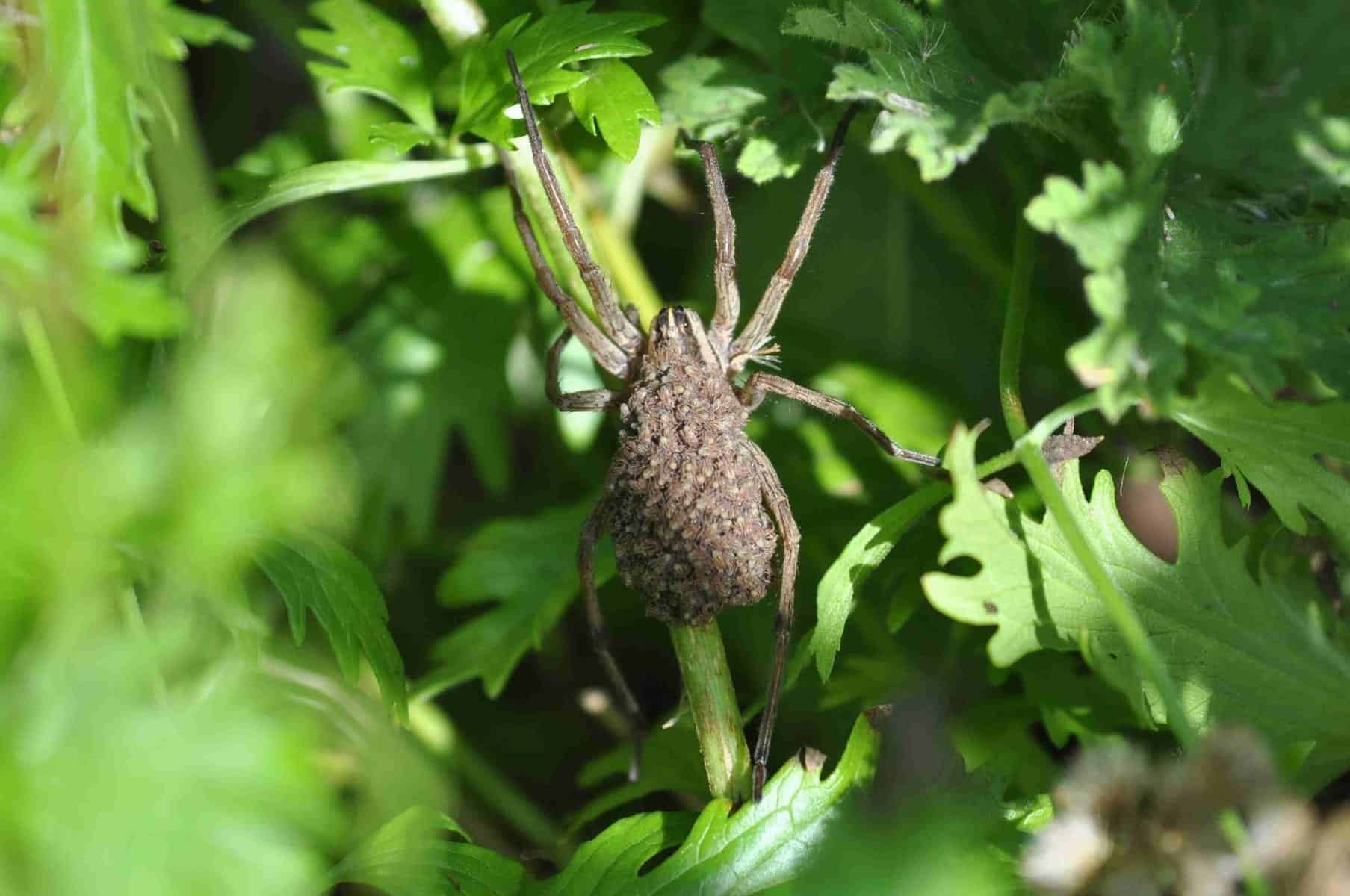 North America'S Common Spiders: Orb Weavers, Brown Recluses, Black Widows, And More 6 Rabid wolf spider with babies