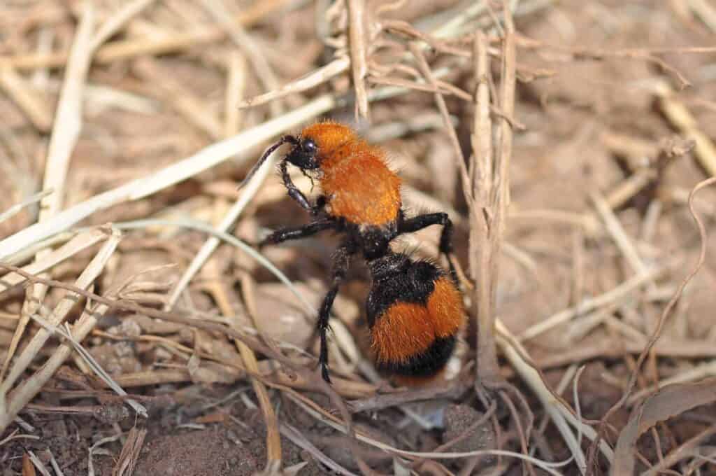 Female velvet ant