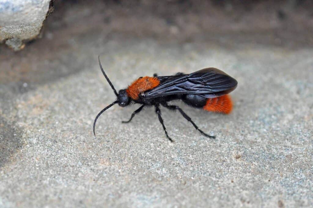 Male velvet ant