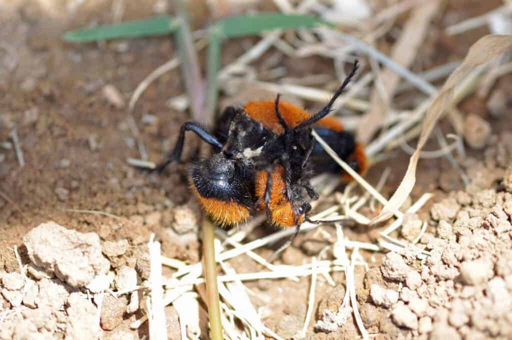 Velvet ants fighting