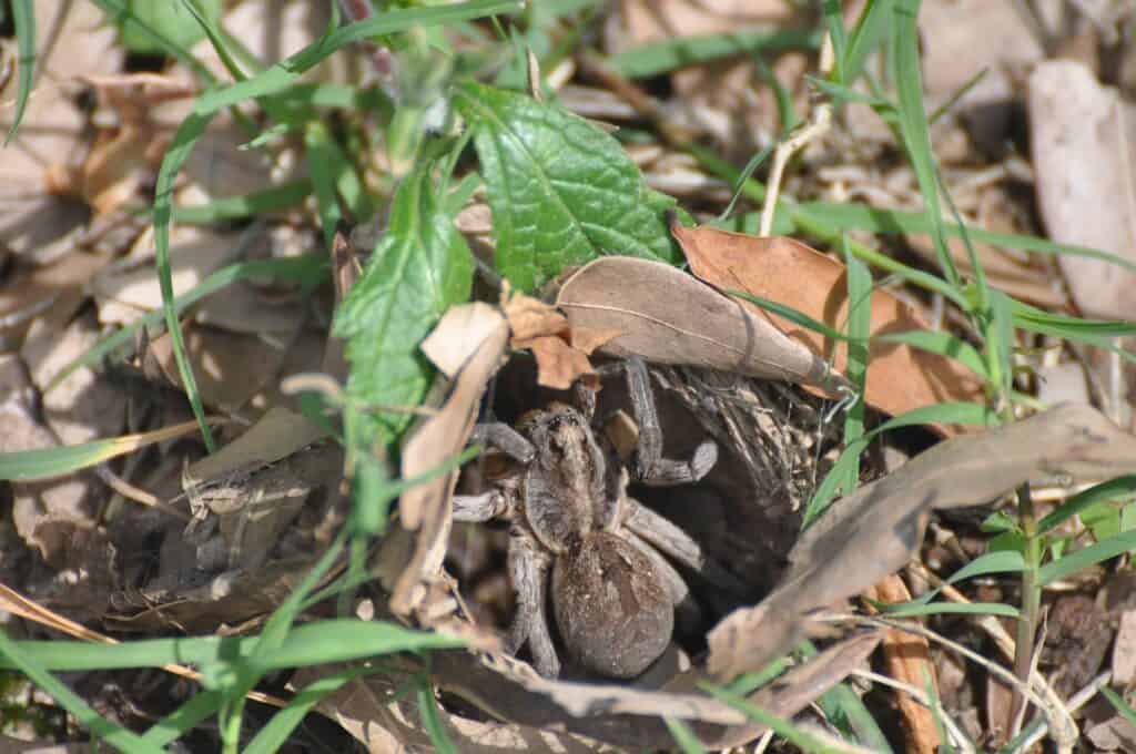 North America'S Common Spiders: Orb Weavers, Brown Recluses, Black Widows, And More 5 Wolf spider