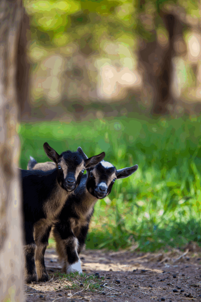 Raising goats