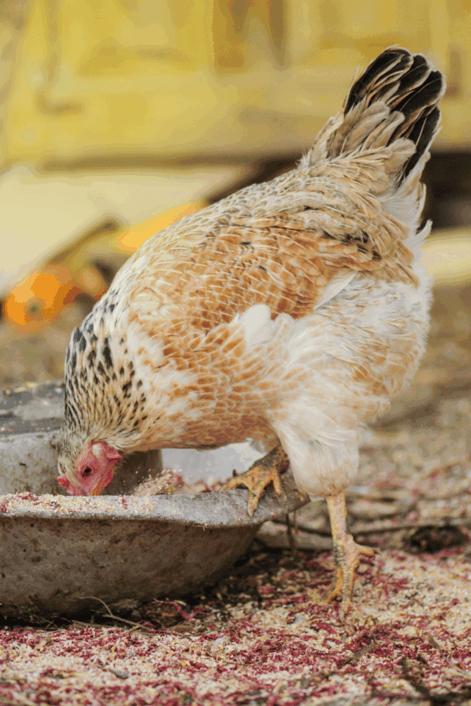 Automated feeding system