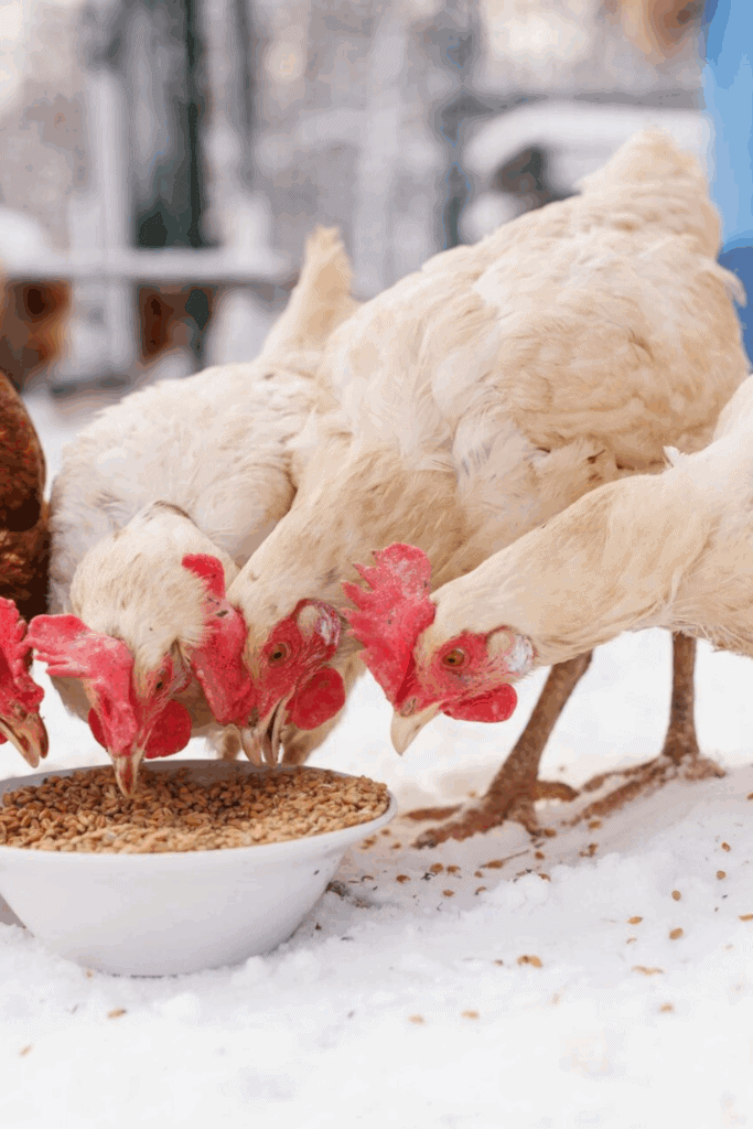 Feeding your flock for winter
