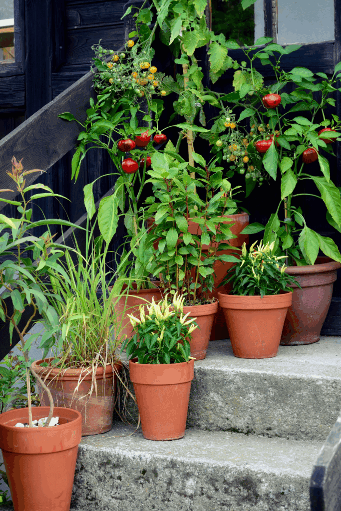 Homesteading in small spaces