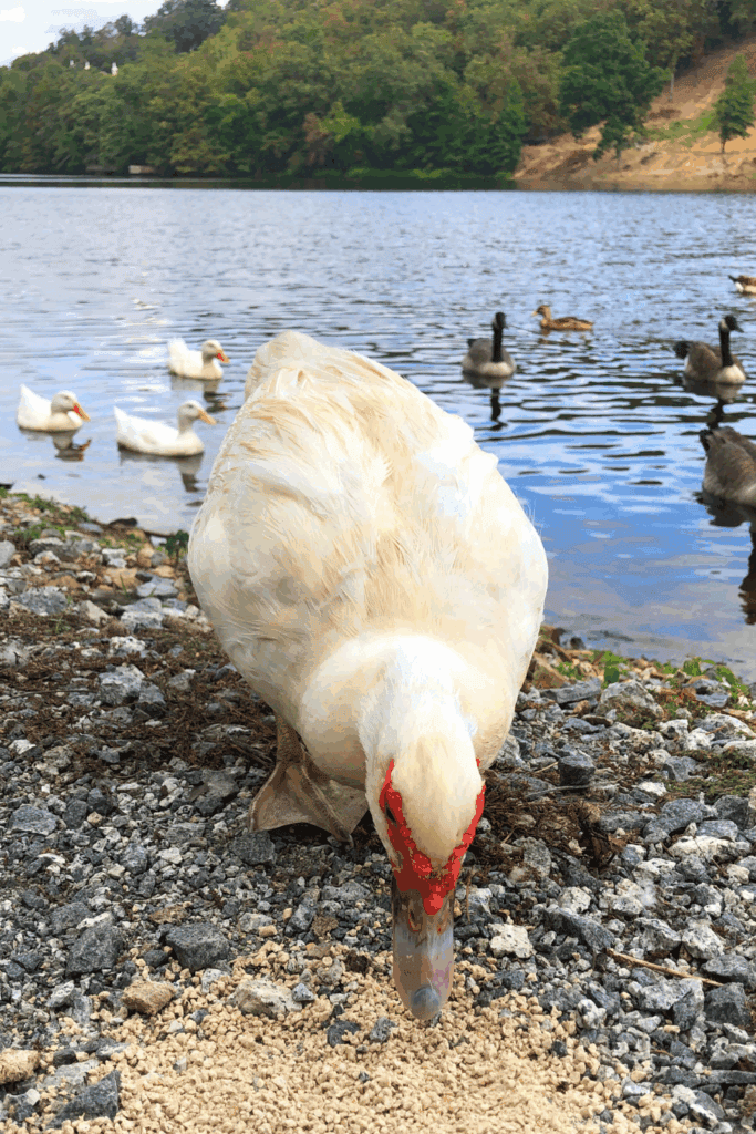 What do ducks eat