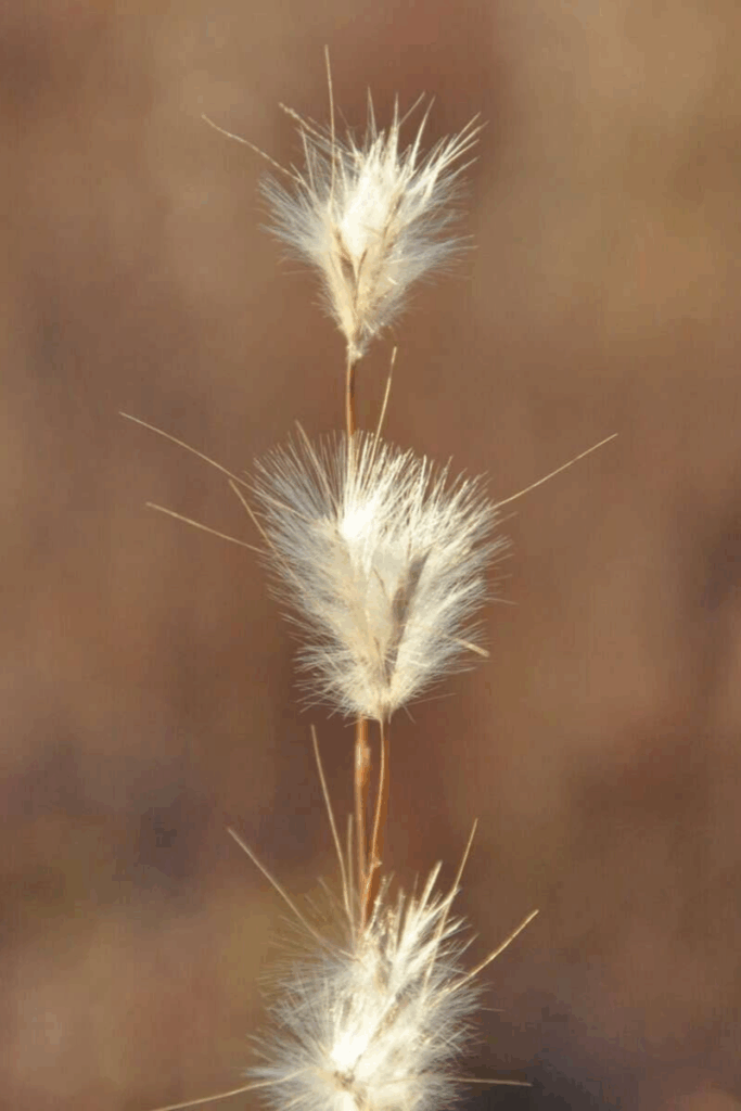 Prairie grasses in fall and winter