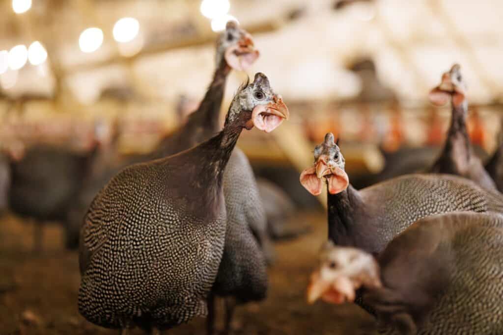 Curated visual reference: When Do Guineas Start Laying Eggs A Practical Guide Photo Inspiration