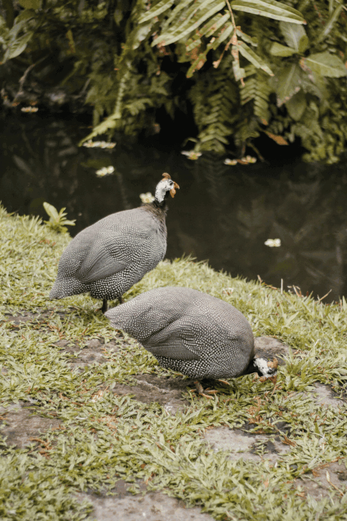 How long do guineas live