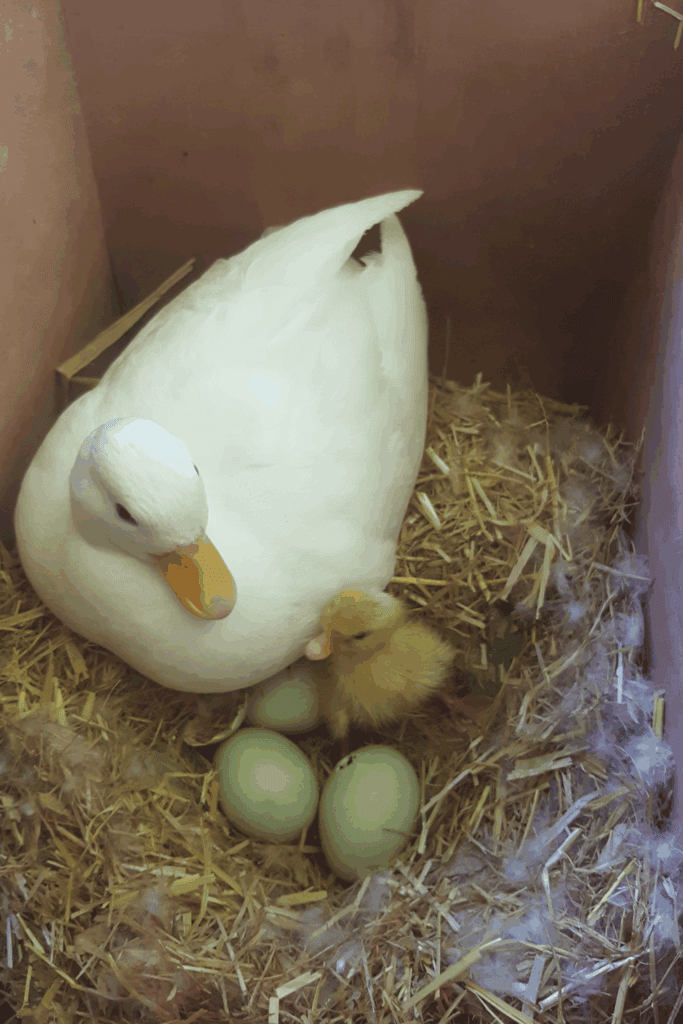 When do ducks start laying eggs