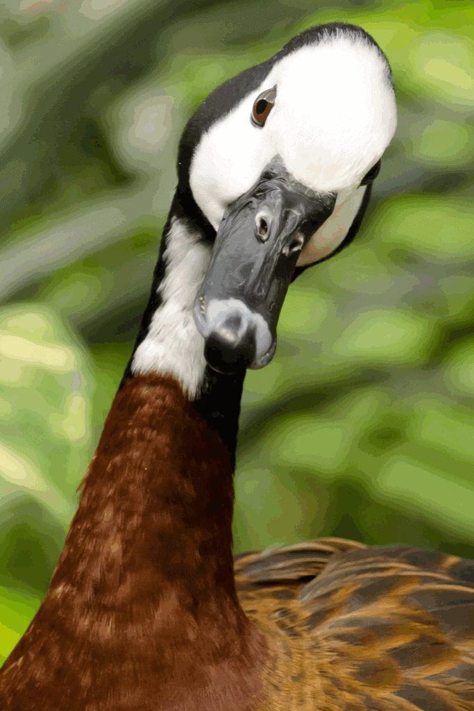How long do ducks live