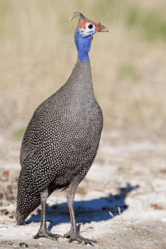 Do guinea fowl need a coop