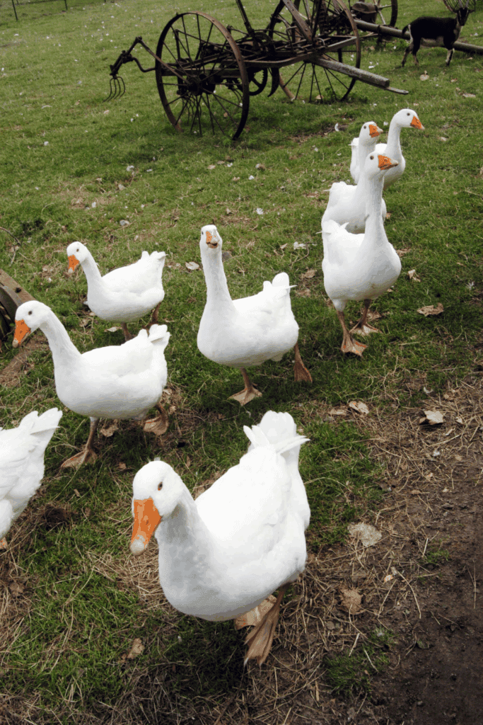 How long do geese live