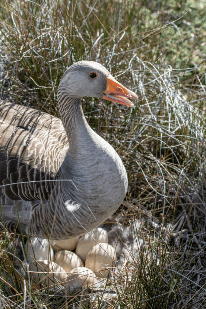 When do geese start laying eggs