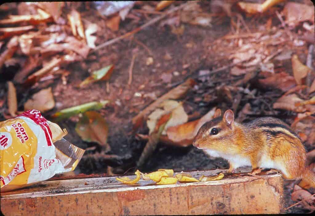 Chipmunk