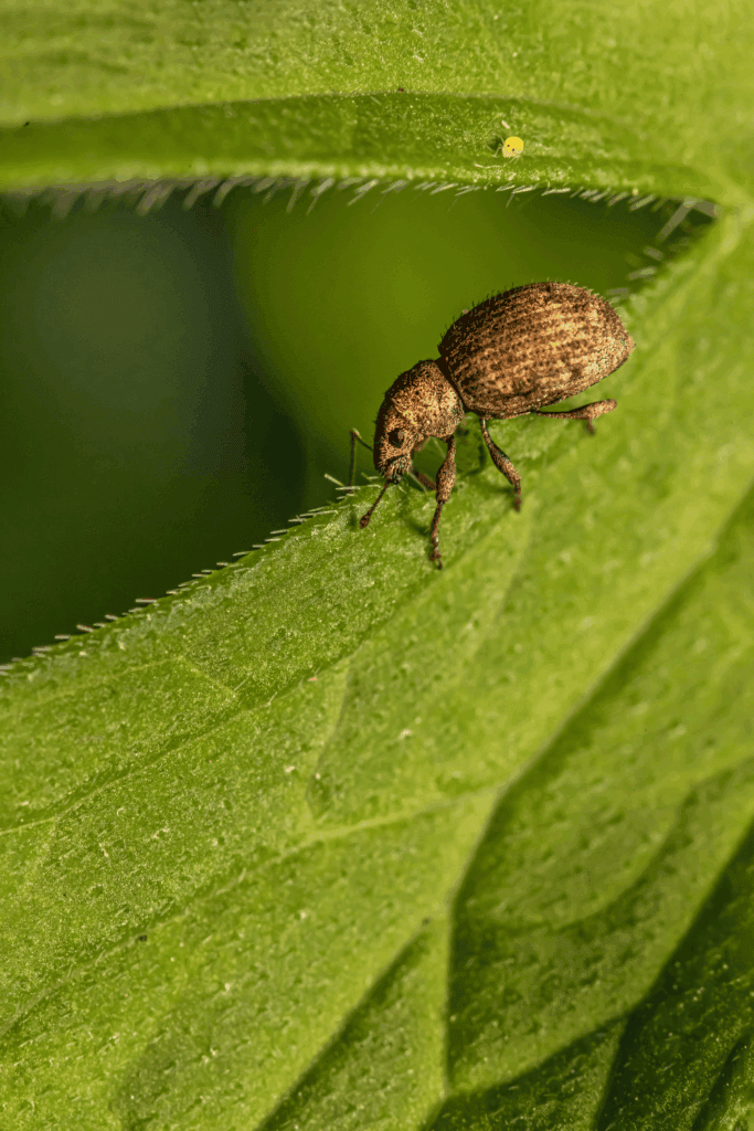 Pest protection