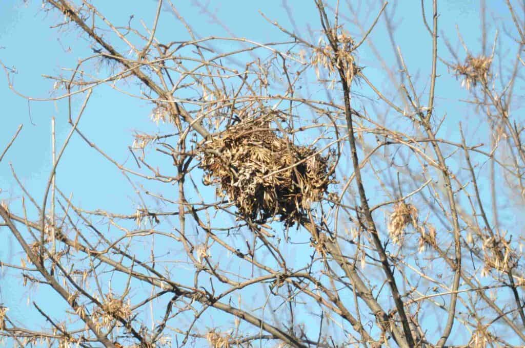 Squirrels nest