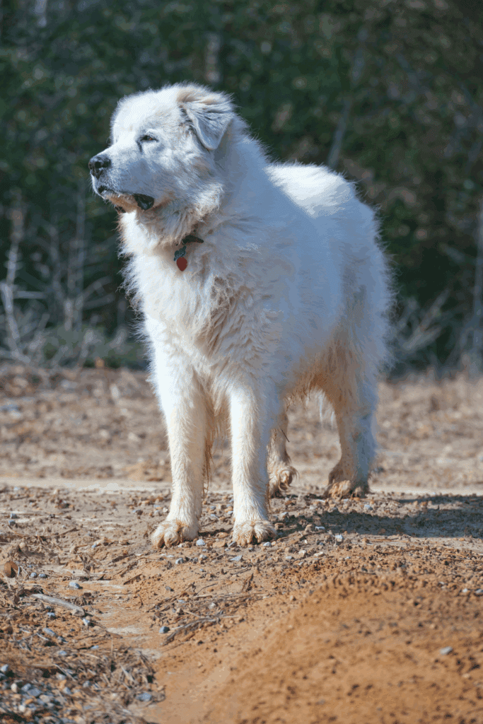 Great pyrenees