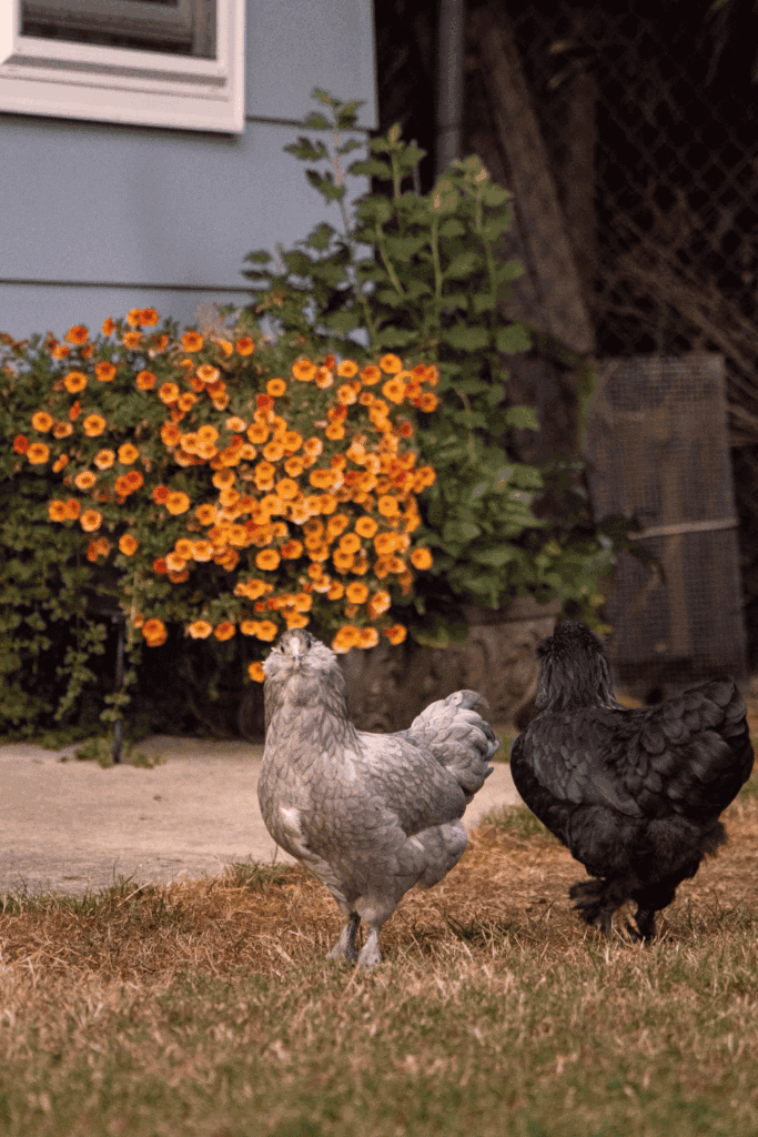 Backyard chicken basics