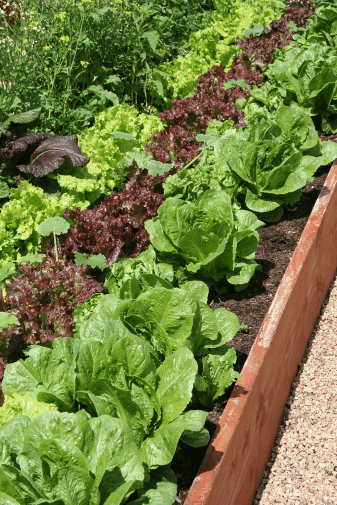 Raised garden bed