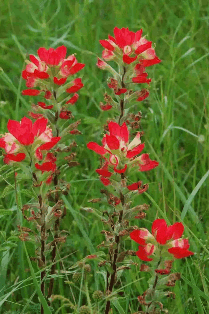 Indian paintbrush