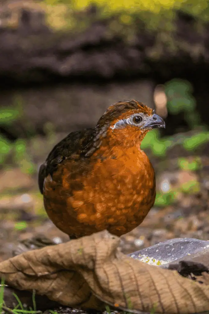How to start raising quail