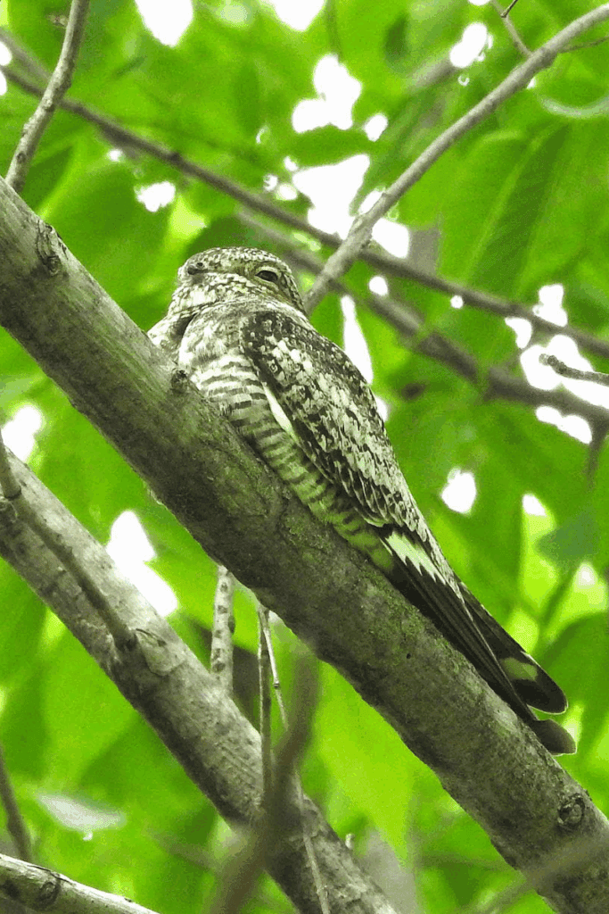 Common nighthawk