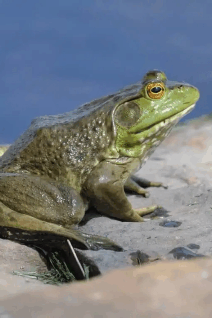 Oklahoma frogs