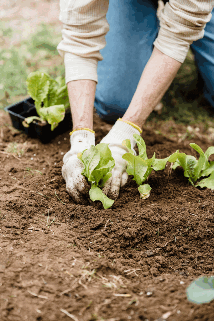 What to plant in september