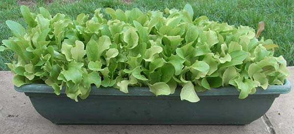 The Best Windowsill Plants For A Productive Kitchen Garden 8 Cut and come lettuce