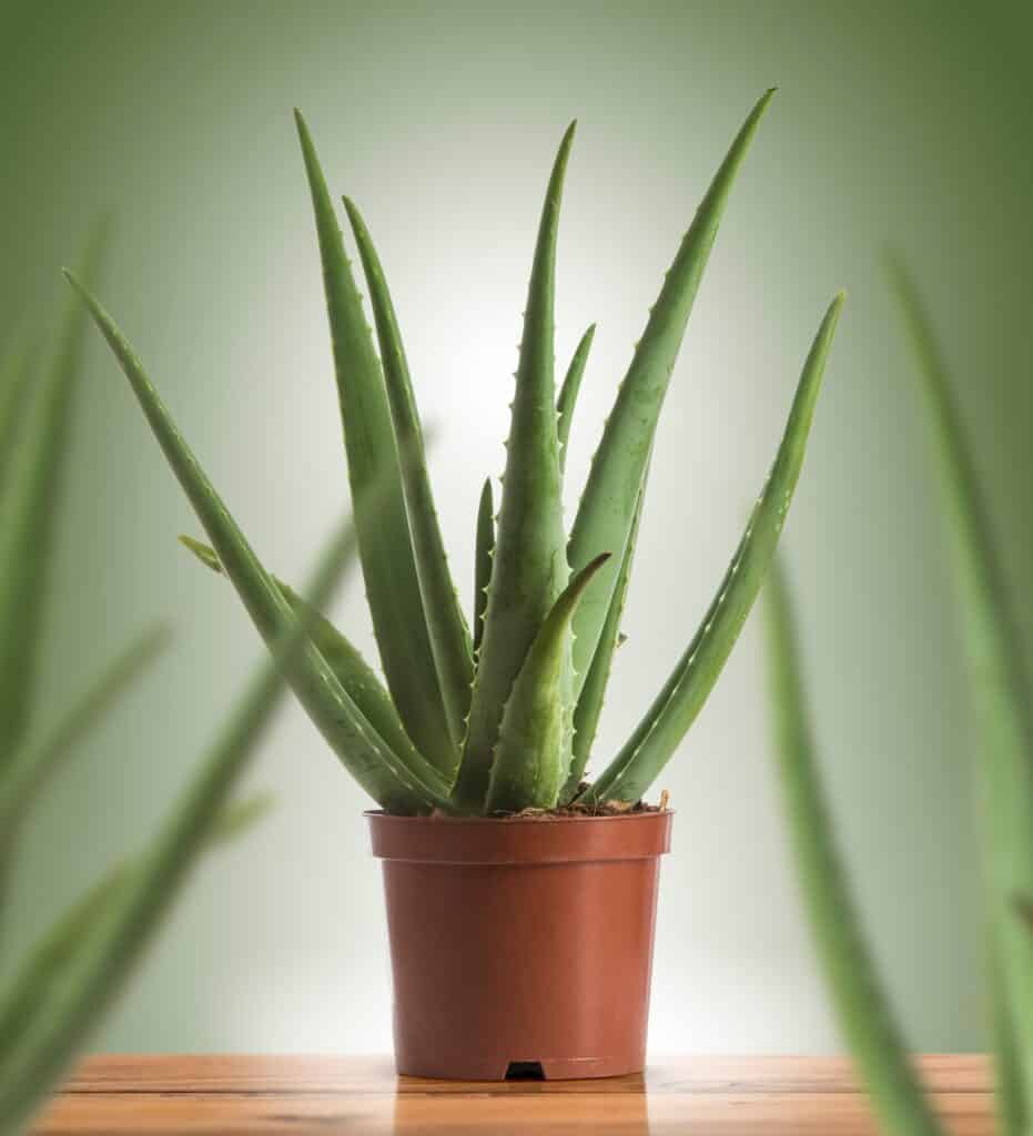 The Best Windowsill Plants For A Productive Kitchen Garden 14 Aloe vera plant