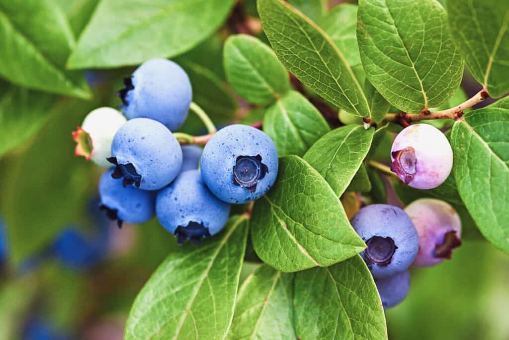 What To Plant In September: A Practical Guide For The Late-Season Gardener 7 Blueberries ripening on the bush, close up