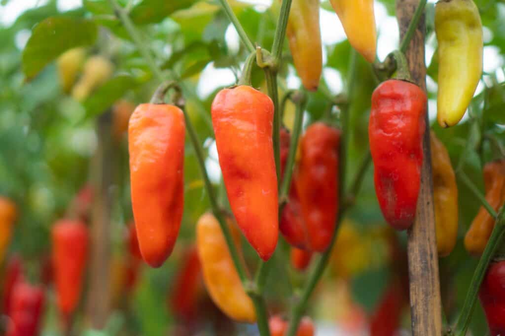The Best Windowsill Plants For A Productive Kitchen Garden 12 Chili planting in modern greenhouses