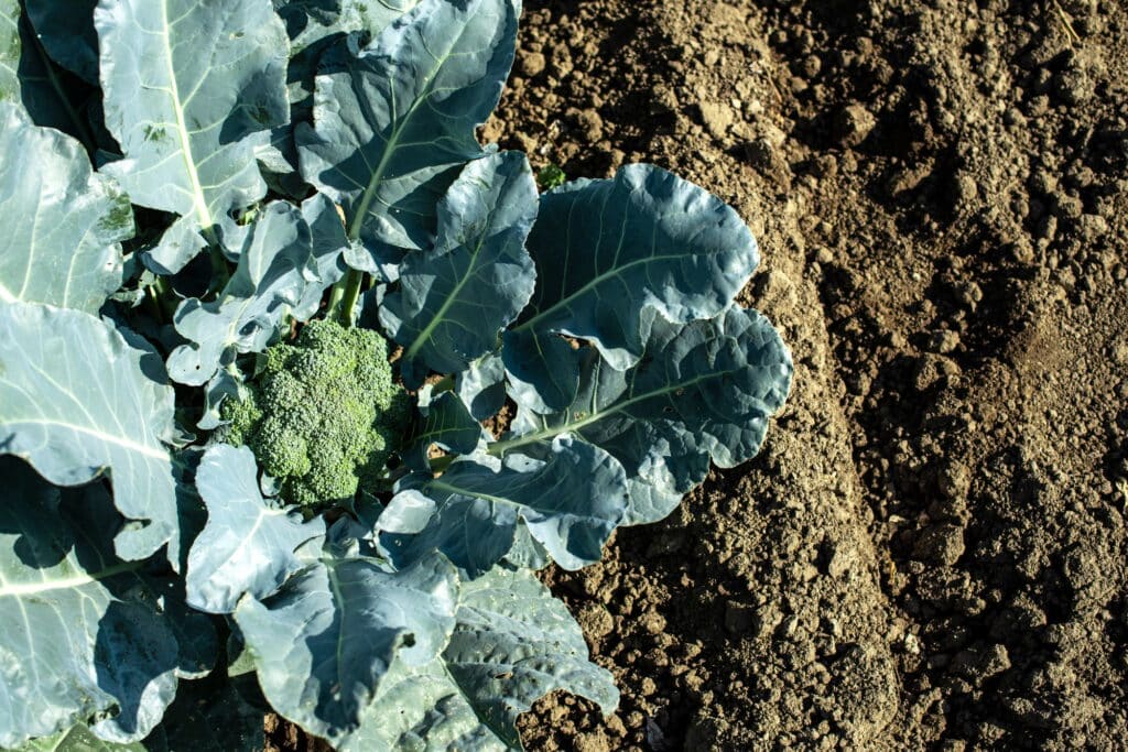 What To Plant In September: A Practical Guide For The Late-Season Gardener 3 Close up broccoli in a farm. Big broccoli plantation. Concept for growing broccoli.