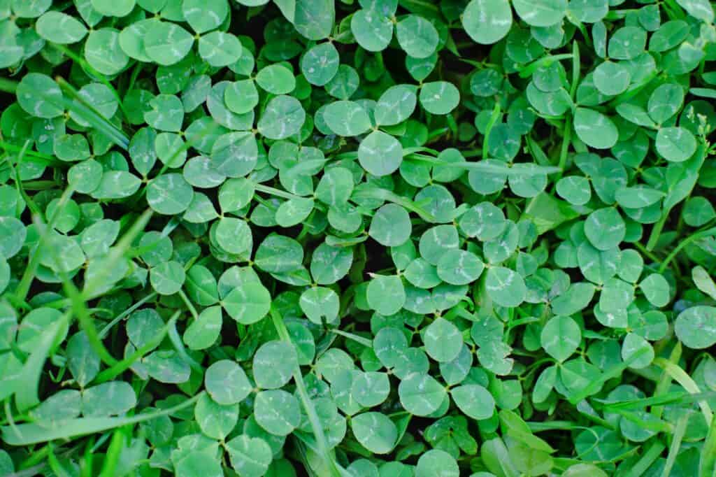 What To Plant In September: A Practical Guide For The Late-Season Gardener 8 Clover field, top view. Green clover leaves.