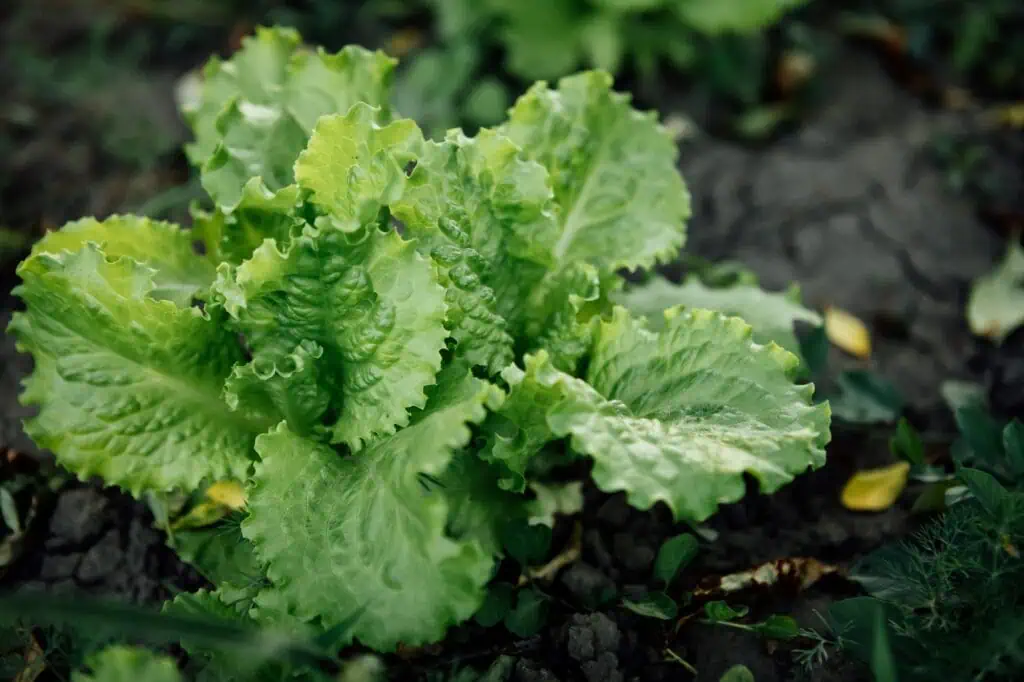 What To Plant In September: A Practical Guide For The Late-Season Gardener 1 Green lettuce in the garden what to plant in september