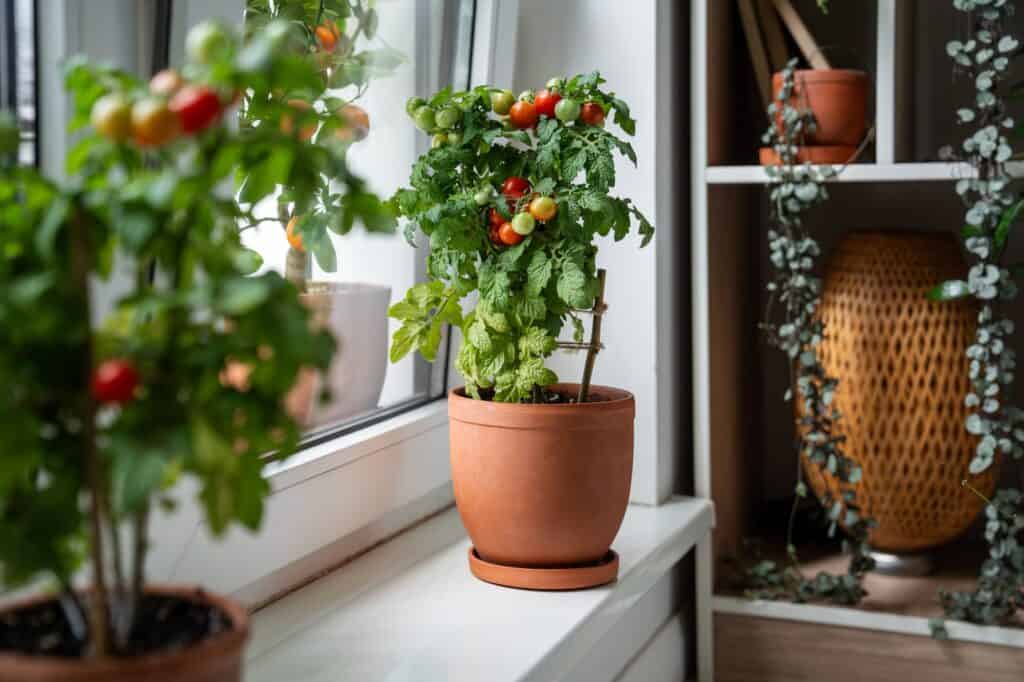 The Best Windowsill Plants For A Productive Kitchen Garden 11 Homegrown small bush of balcony cherry red tomato in clay pots growing on windowsill at home.