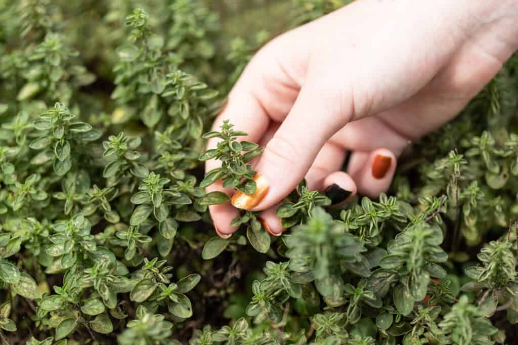 What To Plant In September: A Practical Guide For The Late-Season Gardener 4 Oregano spices