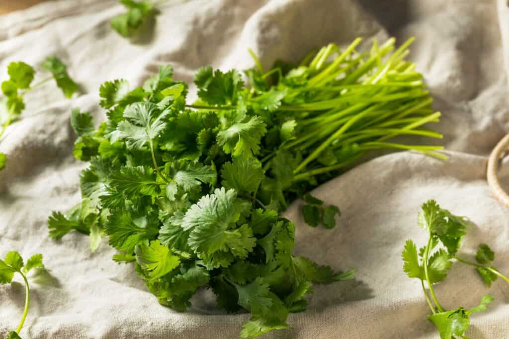 The Best Windowsill Plants For A Productive Kitchen Garden 7 Raw green organic cilantro bunch