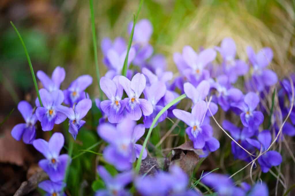 What To Plant In September: A Practical Guide For The Late-Season Gardener 5 Violets flowers (viola odorata)