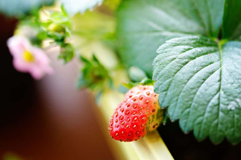 The Best Windowsill Plants For A Productive Kitchen Garden 13 Young strawberry plant growing indoors on a windowsill