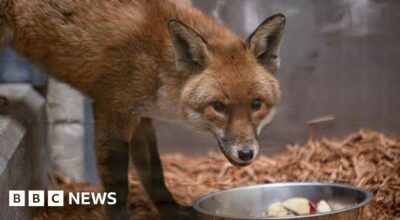 Fox Survives Transatlantic Journey