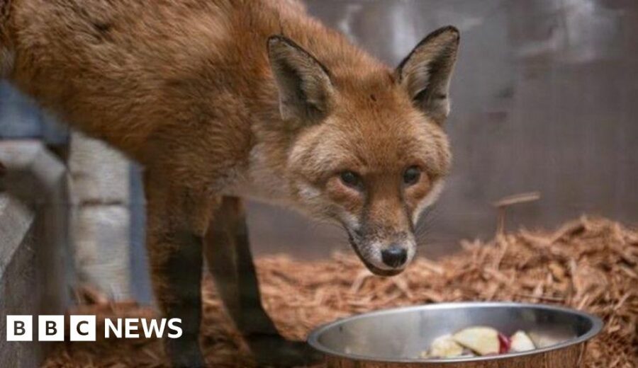 Fox Survives Transatlantic Journey