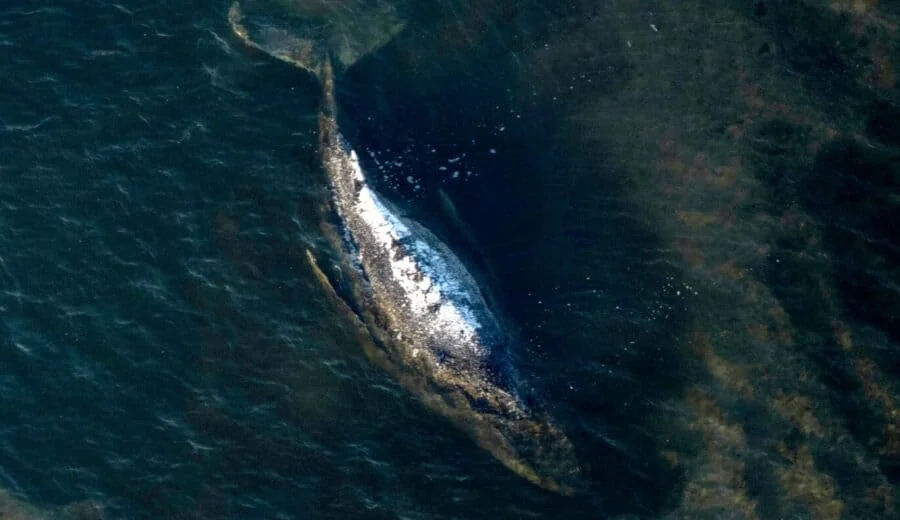 Humpback Whale Carcass Brought to Danish Shore