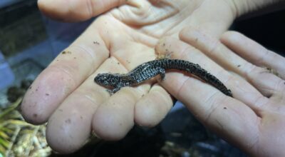 Salamander On Brink Of Extinction