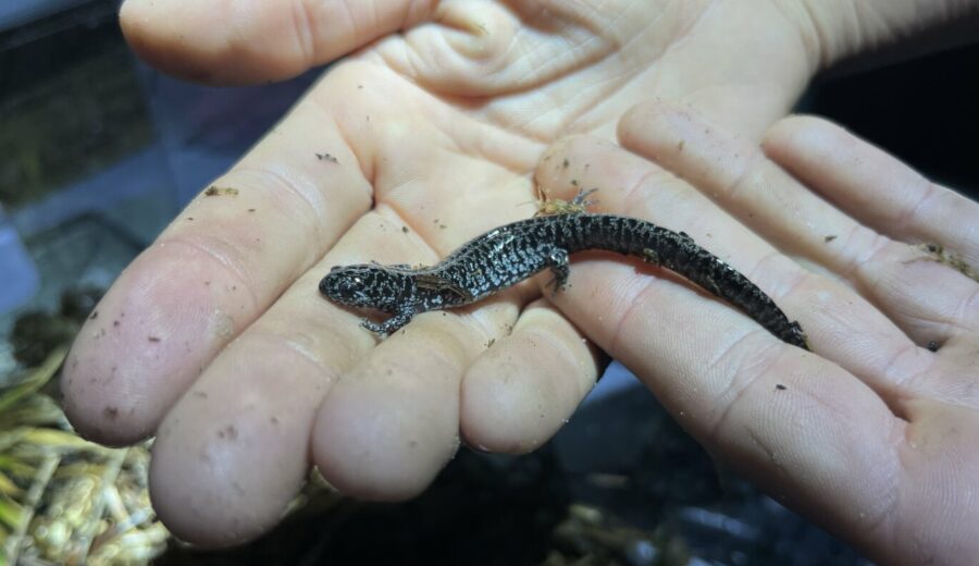 Salamander On Brink Of Extinction