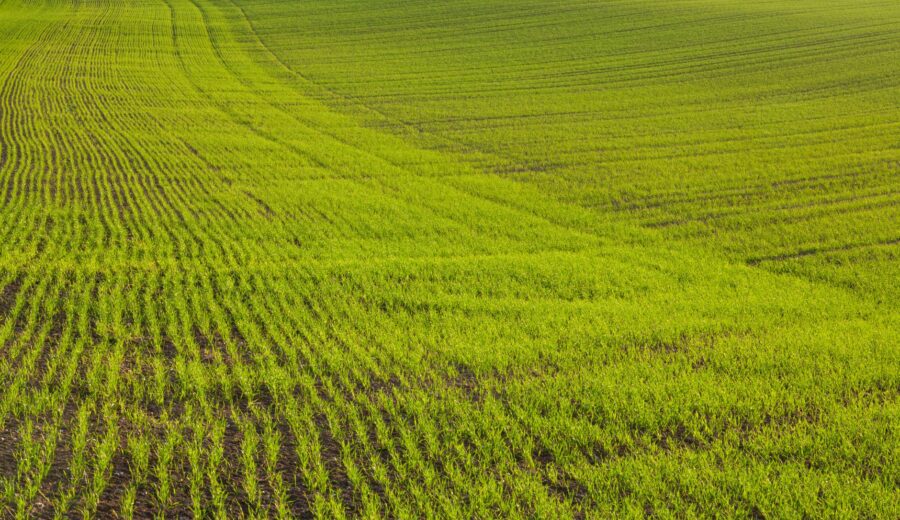 Fertilizer Shortage Hits US Farms