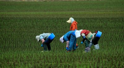 H-2A Visa Program Expansion Sparks Debate