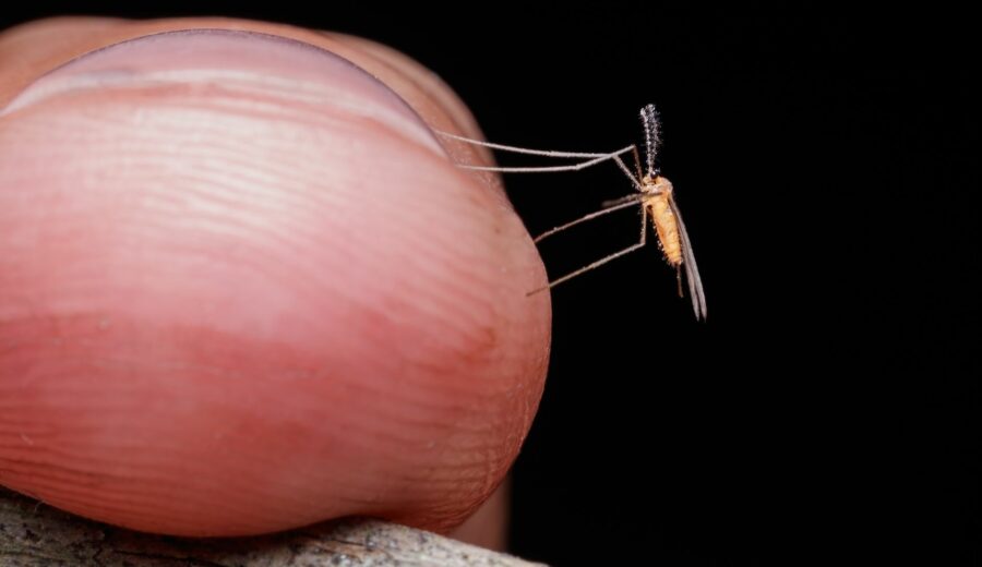 Mosquito Invasion Hits DC
