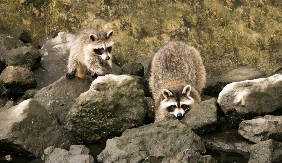 Raccoon Jimothy Takes Internet by Storm